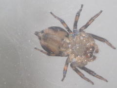 Thorelliola javaensis