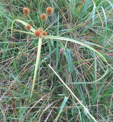 Cyperus echinatus