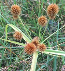 Cyperus echinatus