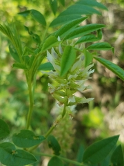 Glycyrrhiza
