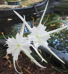 Hymenocallis tridentata