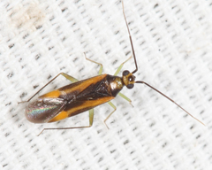 Orthotylus submarginatus