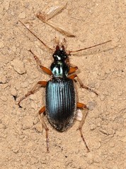 Chlaenius cordicollis