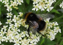 Bombus terrestris audax