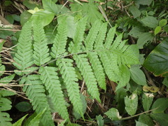 Tectaria subsageniacea