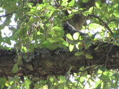Baeolophus bicolor × atricristatus