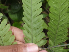 Tectaria subsageniacea