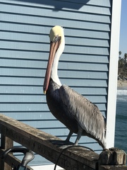 Pelecanus occidentalis