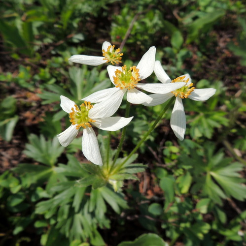 Image of Anemonastrum Biarmiense (Anemonastrum biarmiense) by no rights reserved