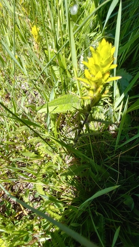 Castilleja gracillima (Castilleja gracillima)
