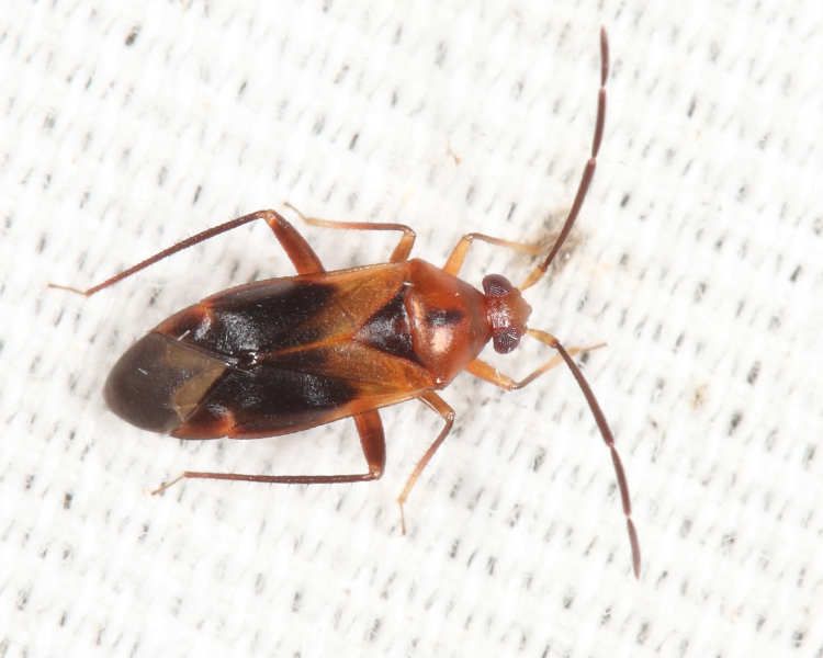 Ceratocapsus modestus