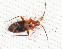 Ceratocapsus modestus