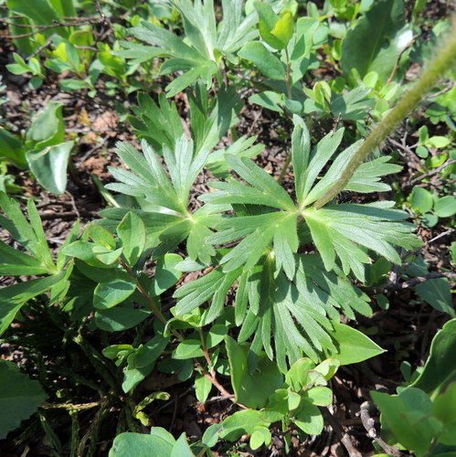 Image of Anemonastrum Biarmiense (Anemonastrum biarmiense) by no rights reserved