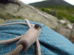 Sehirus cinctus albonotatus