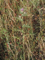 Cirsium tenoreanum