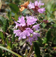 Thymus talijevii paucifolius