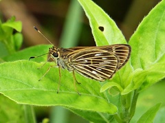 Vehilius stictomenes stictomenes