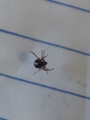 Gibbium aequinoctiale