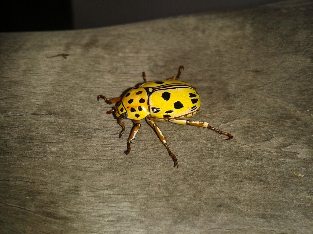 Lutera