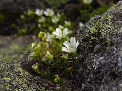 Mononeuria groenlandica