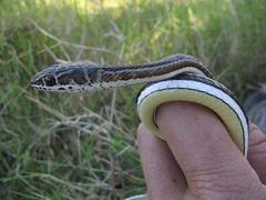 Psammophis