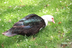 Cairina moschata domestica