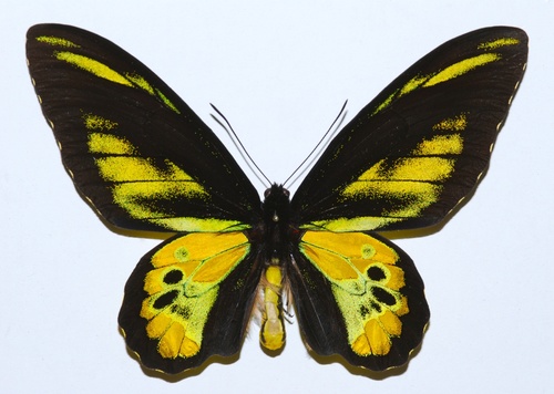 ロスチャイルドトリバネアゲハ (Ornithoptera rothschildi) · iNaturalist