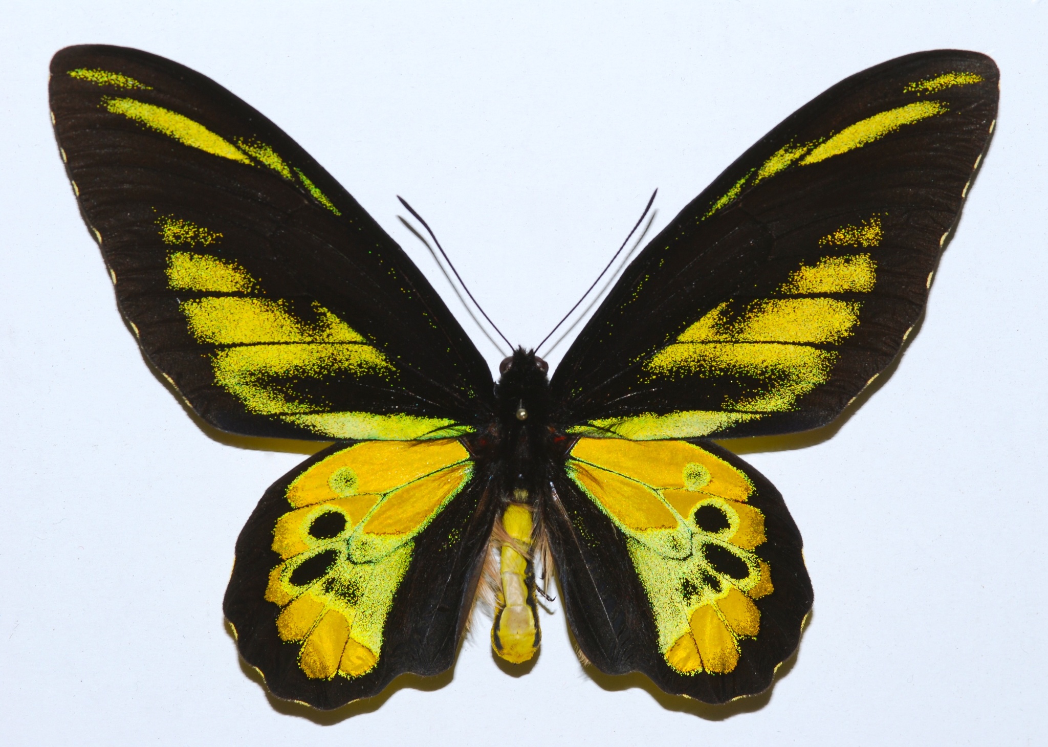 ロスチャイルドトリバネアゲハ (Ornithoptera rothschildi) · iNaturalist