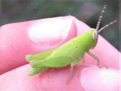 Orthoptera