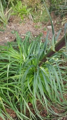 Eryngium regnellii