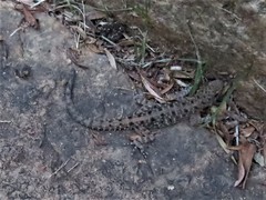 Cnemaspis mysoriensis