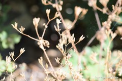 Chaerophyllum nodosum