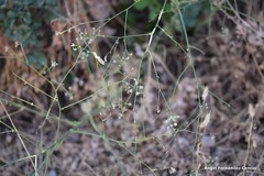 Pimpinella villosa