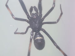 Steatoda cingulata