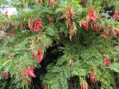 Clianthus