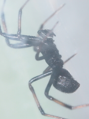 Steatoda cingulata