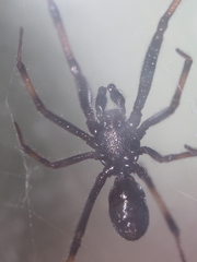 Steatoda cingulata