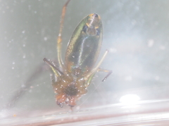 Mesida pumila