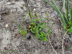 Aspidoglossum heterophyllum