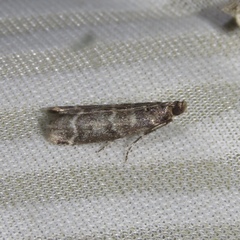 Ortholepis pasadamia