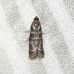 Ortholepis pasadamia