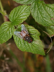 Muscidae