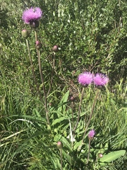 Cirsium heterophyllum