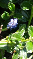 Ceanothus gloriosus gloriosus
