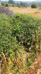 Ceanothus gloriosus gloriosus