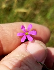 Lythrum californicum