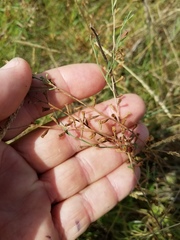 Lythrum californicum