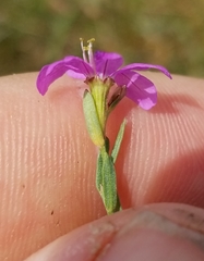 Lythrum californicum