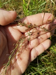 Lythrum californicum