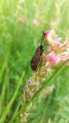 Zygaena oxytropis